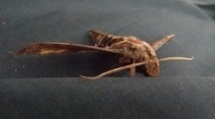 Hemeroplanes ornatus