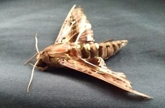 Hemeroplanes ornatus