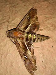 Hemeroplanes ornatus