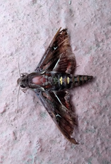 Hemeroplanes ornatus