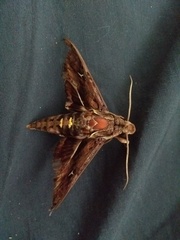 Hemeroplanes ornatus