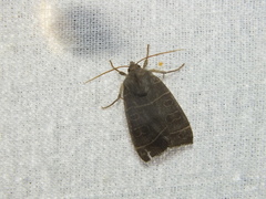 Ipimorpha retusa