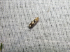 Epinotia ramella