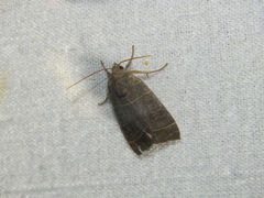 Ipimorpha retusa