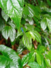 Coeliccia membranipes
