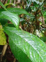 Coeliccia membranipes