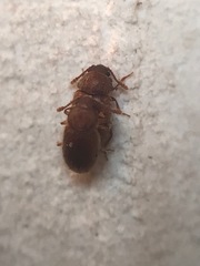 Cryptophagus setulosus