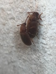 Cryptophagus setulosus