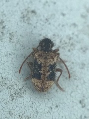 Ptinus texanus