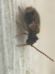 Ptinus texanus