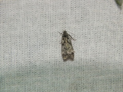 Anacampsis populella