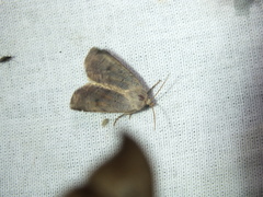 Protolampra sobrina