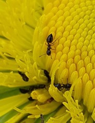 Crematogaster transvaalensis