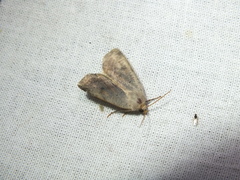 Protolampra sobrina
