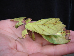 Pulchriphyllium giganteum