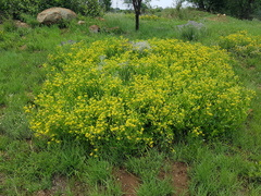 Pearsonia cajanifolia