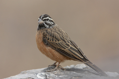 Emberiza tahapisi nivenorum
