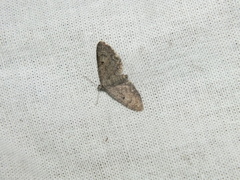 Eupithecia virgaureata