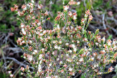 Passerina rubra