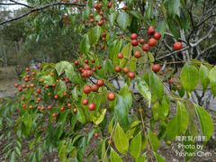 Murraya euchrestifolia