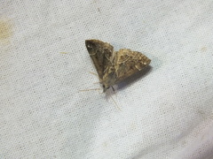 Hypena crassalis