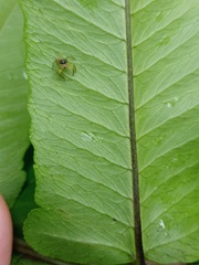 Colyttus