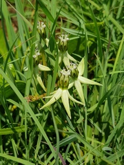 Asclepias eminens