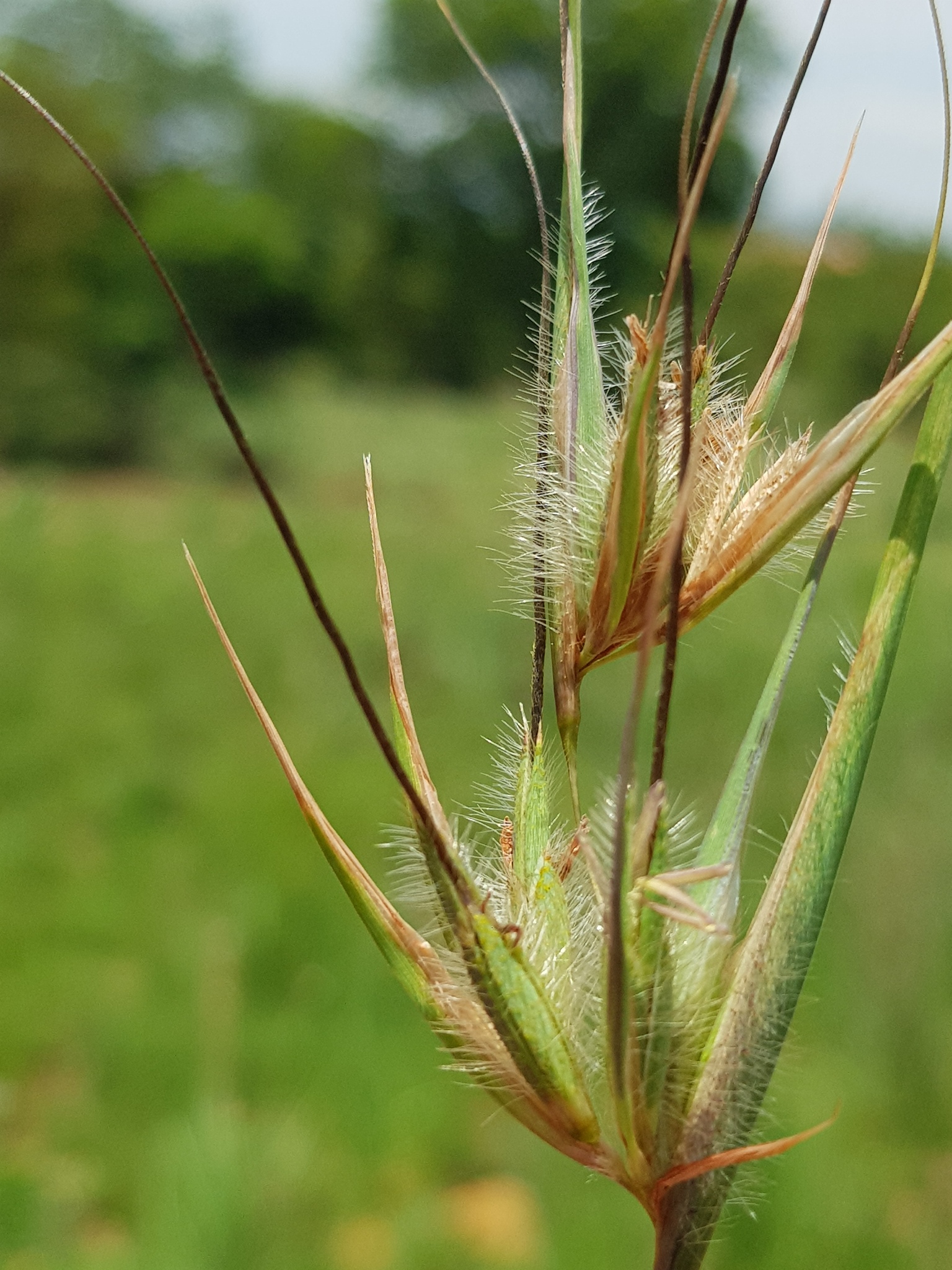 Themeda triandra