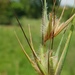 Kangaroo Grass - Photo (c) Richard Gill, some rights reserved (CC BY-NC), uploaded by Richard Gill