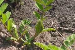 Astragalus canadensis