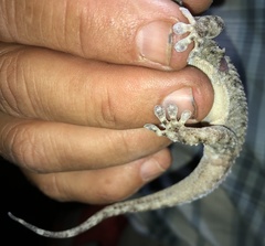 Elasmodactylus tuberculosus