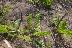 Astragalus canadensis