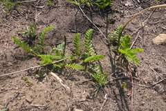 Astragalus canadensis