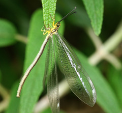 Macronemurus tinctus
