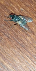 Diptera