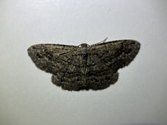 Zermizinga sinuata