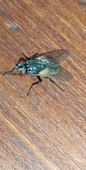 Diptera