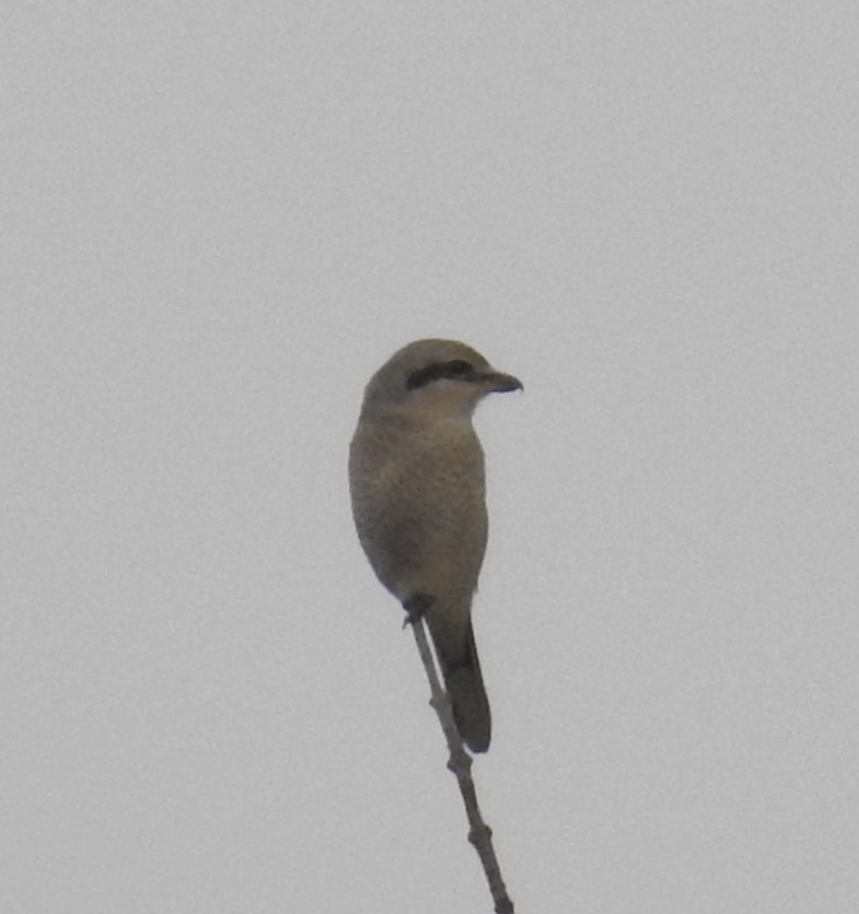 Northern Shrike