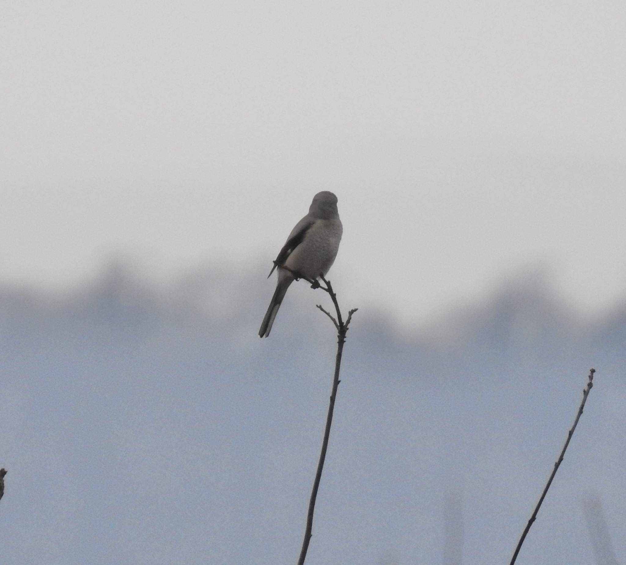 Northern Shrike