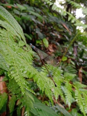 Pericnemis stictica
