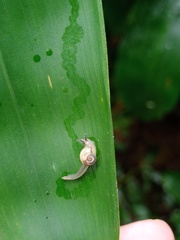 Ariophantidae