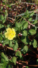 Ludwigia taiwanensis