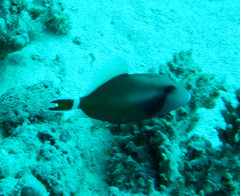 Sufflamen albicaudatum