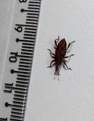 Paramasius distortus