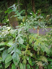 Artocarpus elasticus