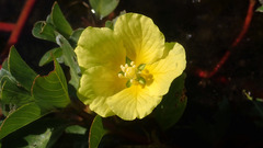 Ludwigia taiwanensis