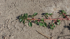 Ludwigia taiwanensis
