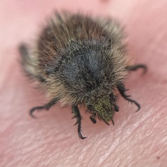 Peritrichia cinerea