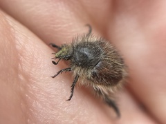 Peritrichia cinerea