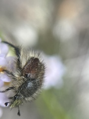 Peritrichia cinerea